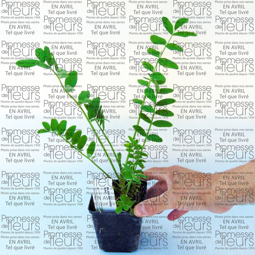 Example of Galega hartlandii Alba 8/9 cm pot specimen as delivered
