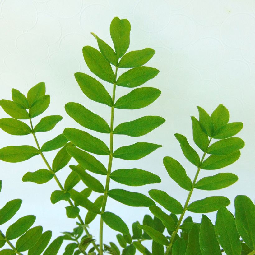 Galega hartlandii Duchess of Bedford (Foliage)