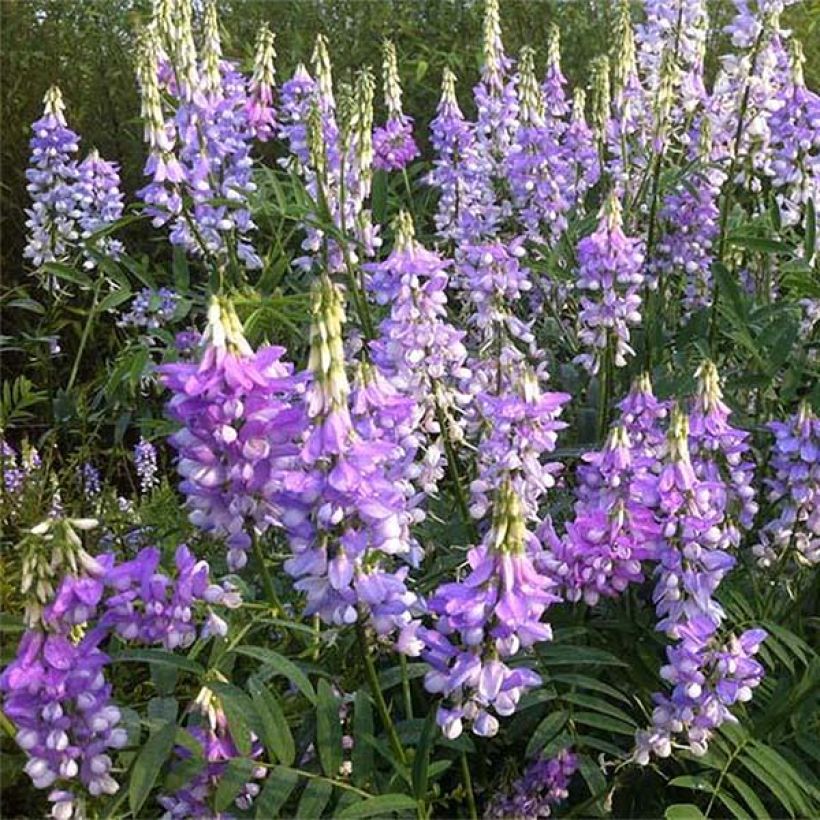 Galega hartlandii Duchess of Bedford (Flowering)