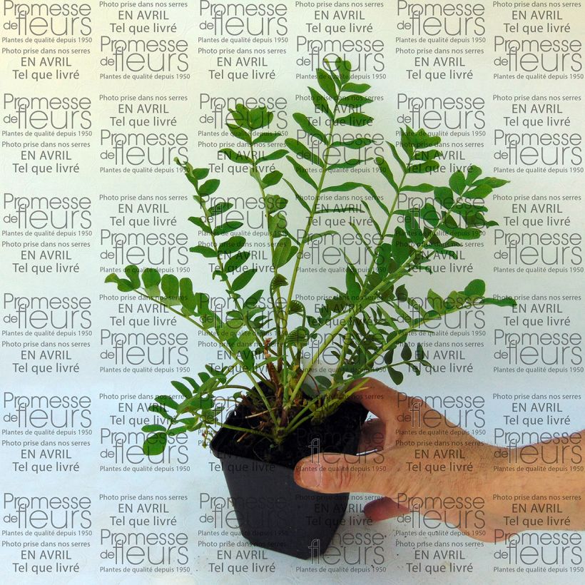 Example of Galega hartlandii Duchess of Bedford 8/9 cm pot specimen as delivered