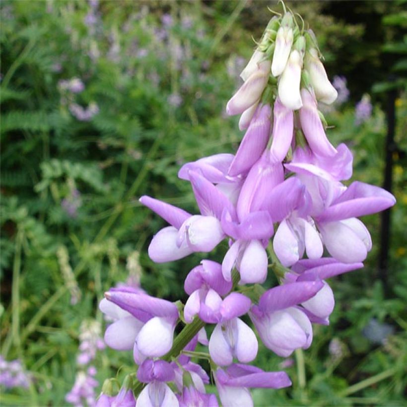 Galega officinalis (Flowering)