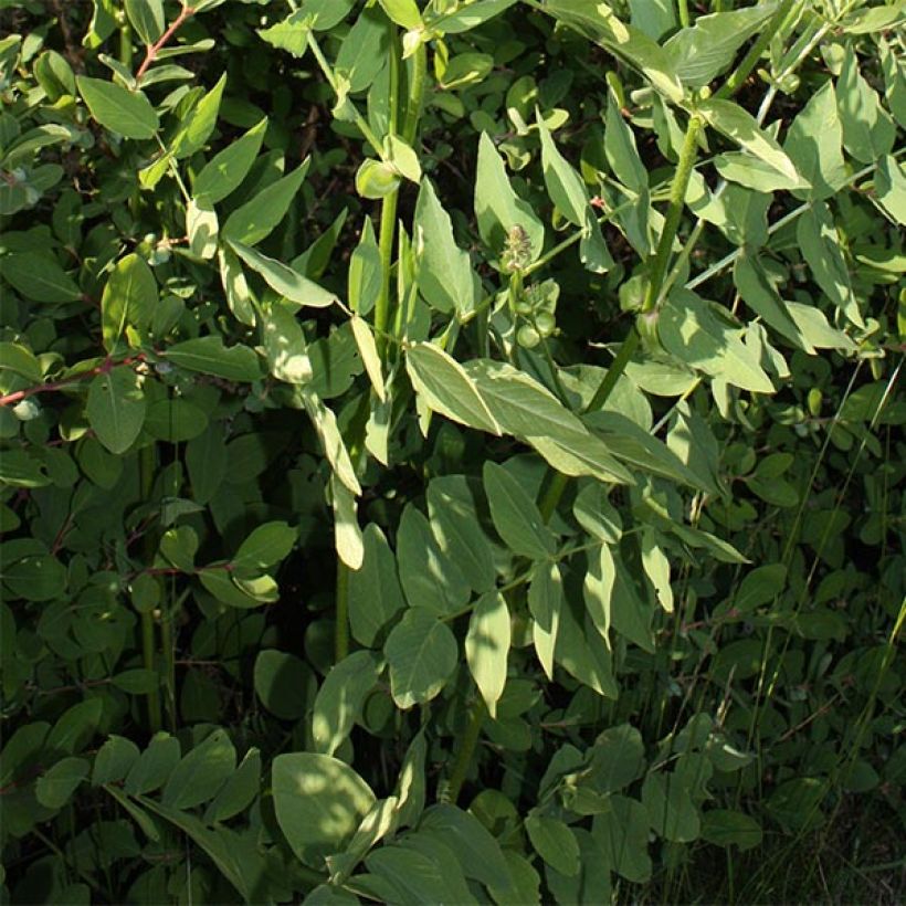 Galega orientalis (Foliage)