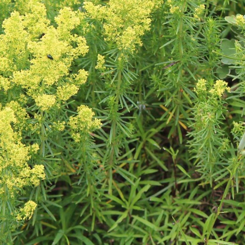 Galium verum (Foliage)