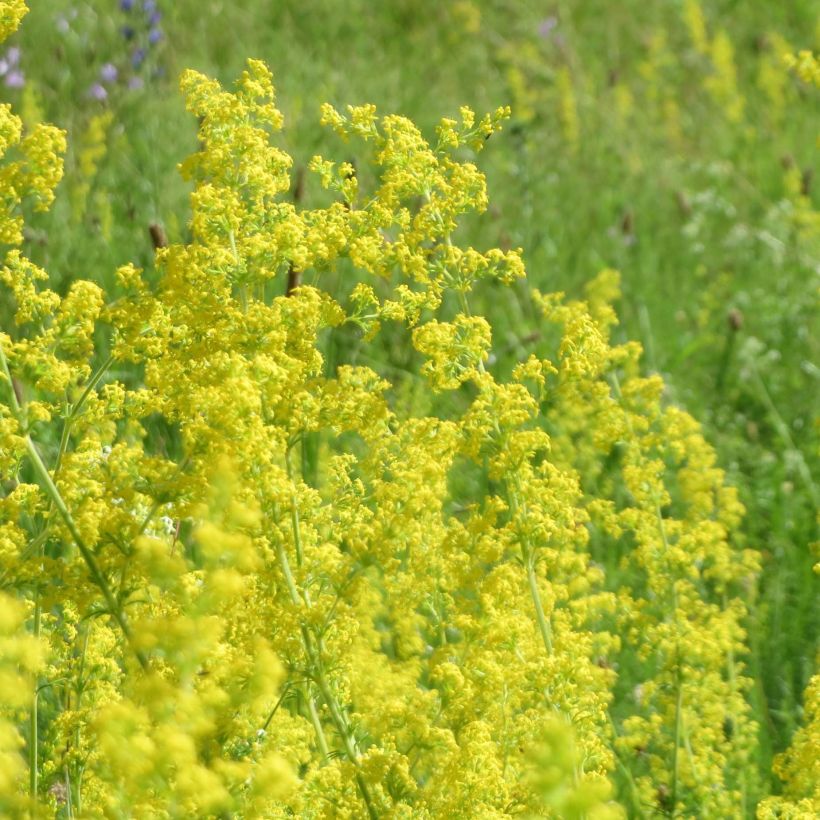 Galium verum (Flowering)