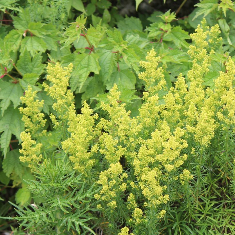 Galium verum (Plant habit)