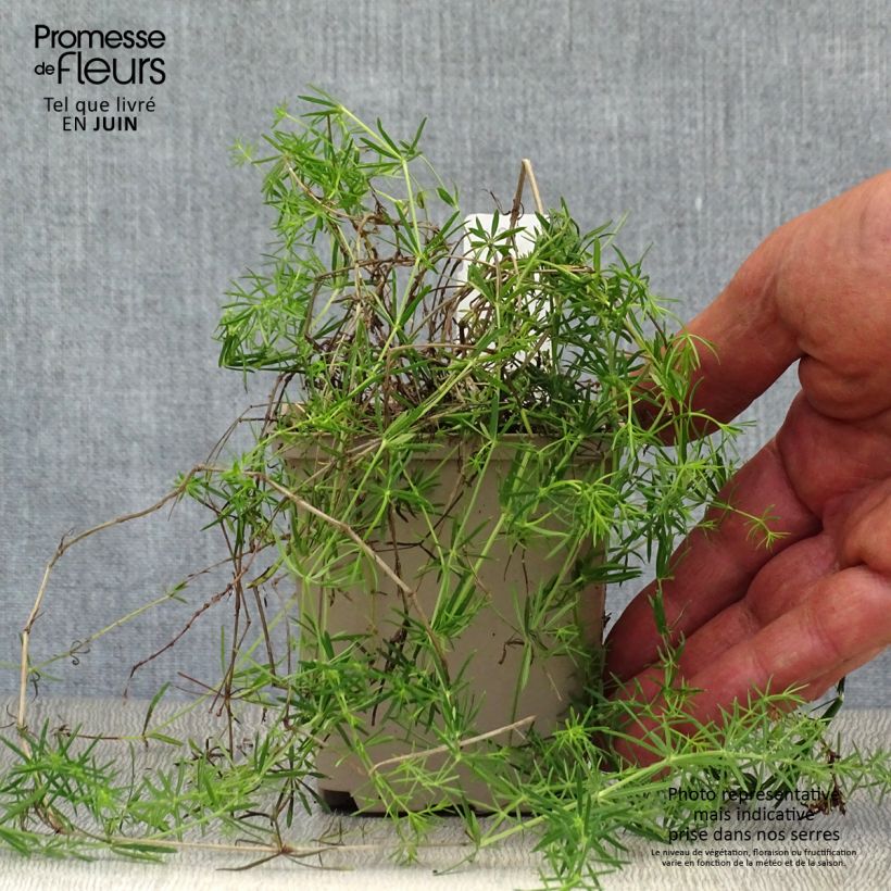Galium verum 8/9 cm pot sample as delivered in summer