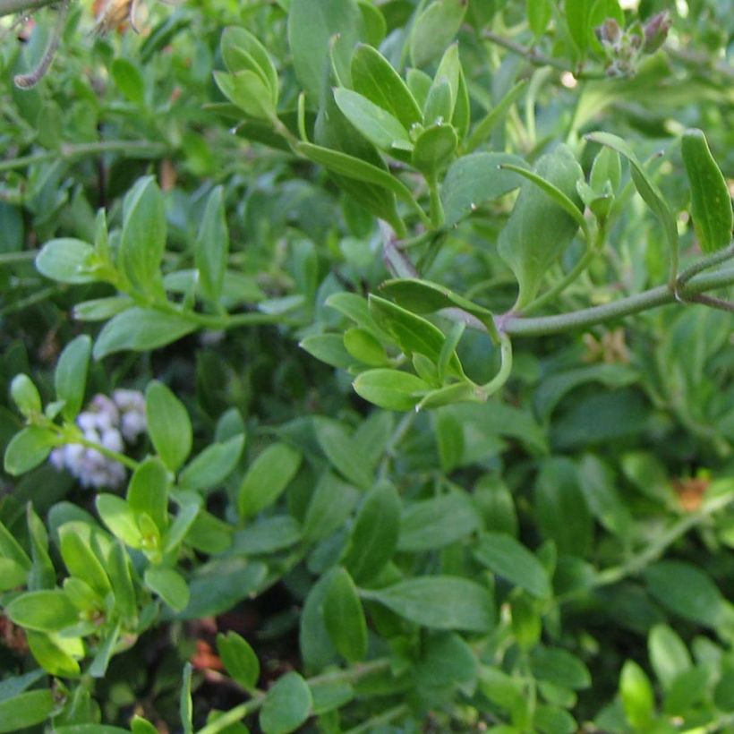 Galvezia speciosa (Foliage)