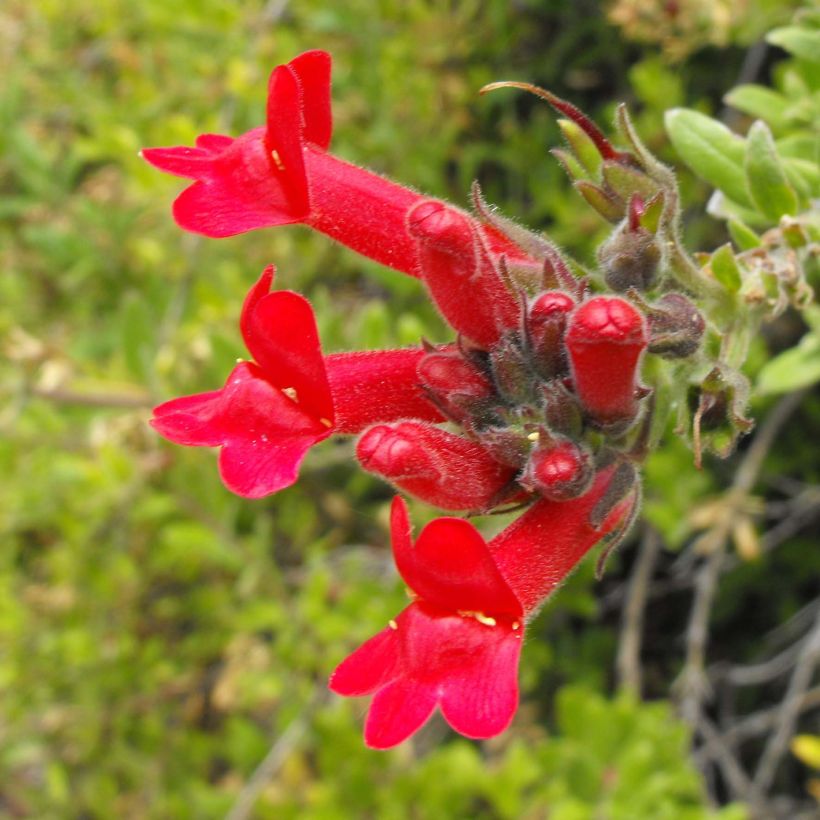 Galvezia speciosa (Flowering)