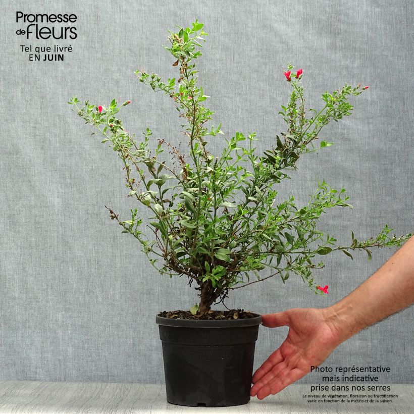 Galvezia speciosa 3L/4L pot sample as delivered in summer