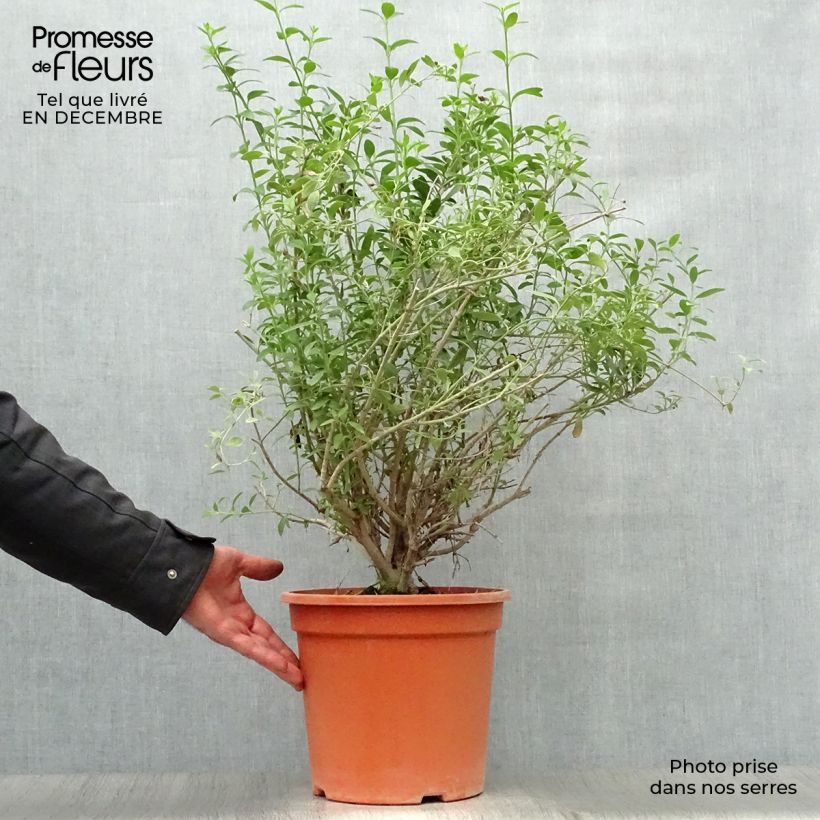 Galvezia speciosa 7.5L/10L pot sample as delivered in winter