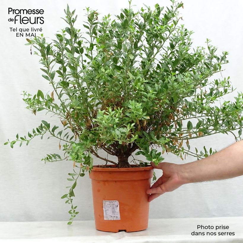 Galvezia speciosa 7.5L/10L pot sample as delivered in spring