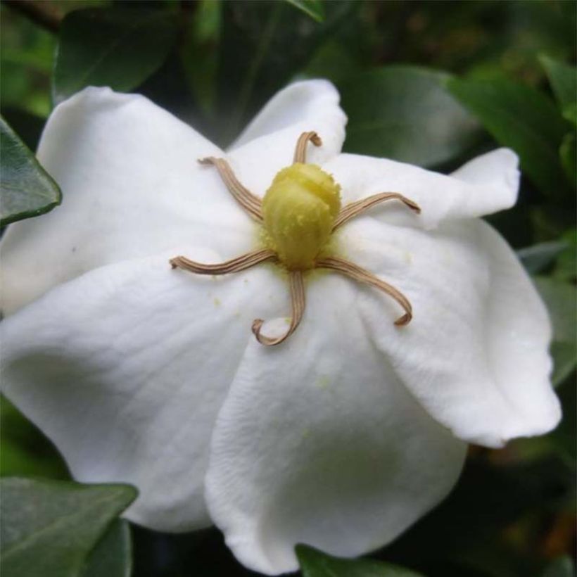 Gardenia jasminoides Sweetheart (Flowering)