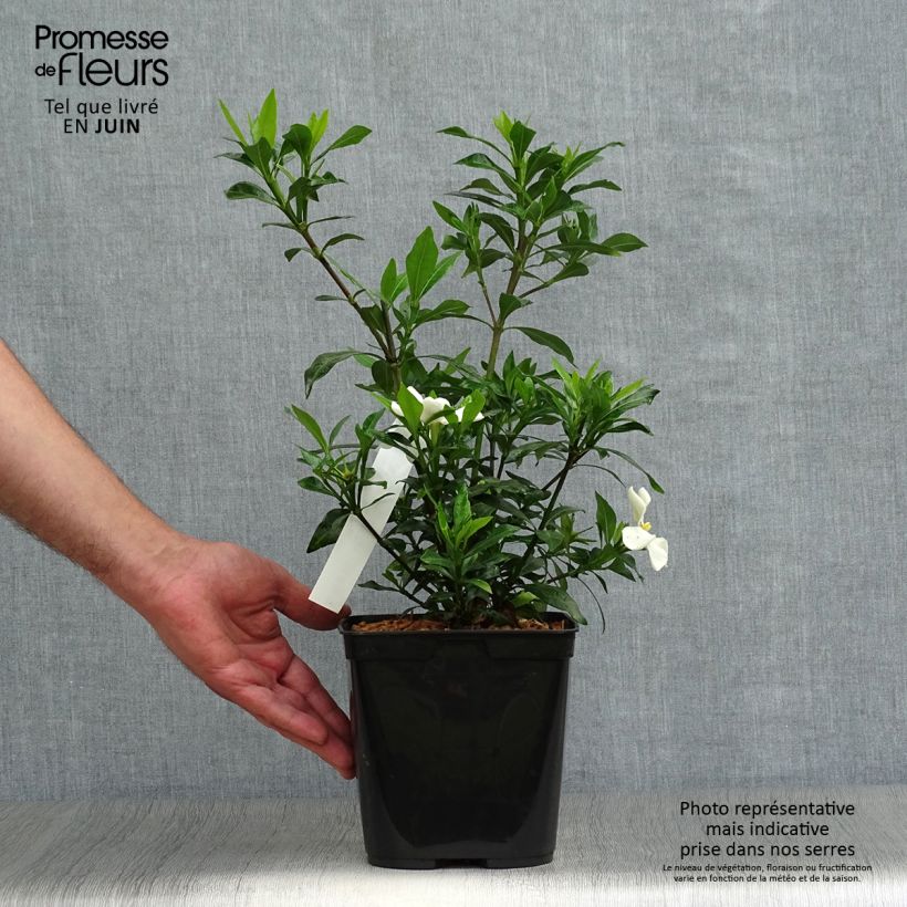 Gardenia jasminoides Sweetheart 2L/3L pot sample as delivered in summer