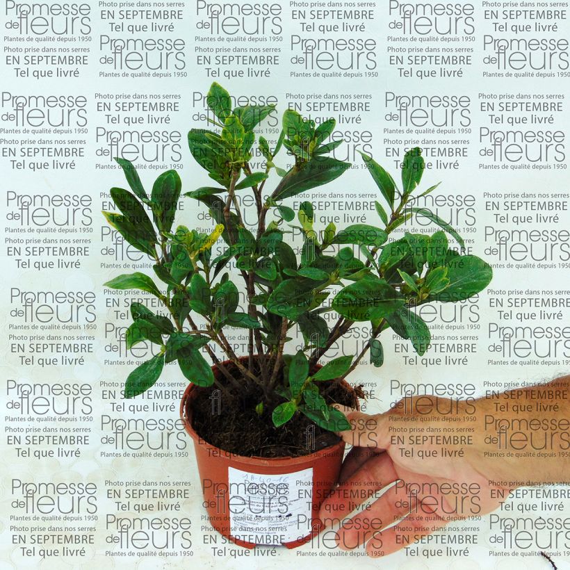 Example of Gardenia jasminoides Crown Jewel - Cape Jasmine 1L/1.5L pot specimen as delivered