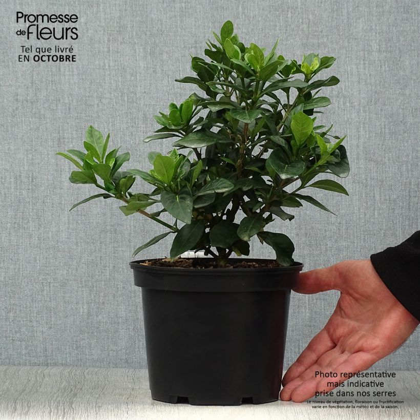 Gardenia jasminoides Crown Jewel - Cape Jasmine 2L/3L pot sample as delivered in autumn