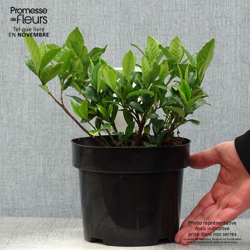 Gardenia jasminoides Double Diamonds 3L/4L pot sample as delivered in autumn