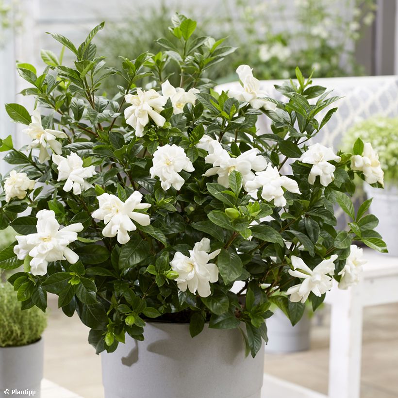 Gardenia jasminoides Double Diamonds (Flowering)