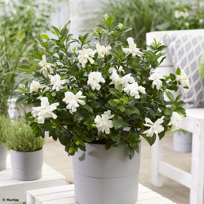 Gardenia jasminoides Double Diamonds (Plant habit)