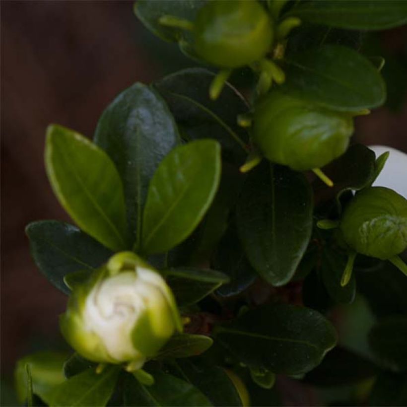 Gardenia jasminoides Double Mint (Foliage)