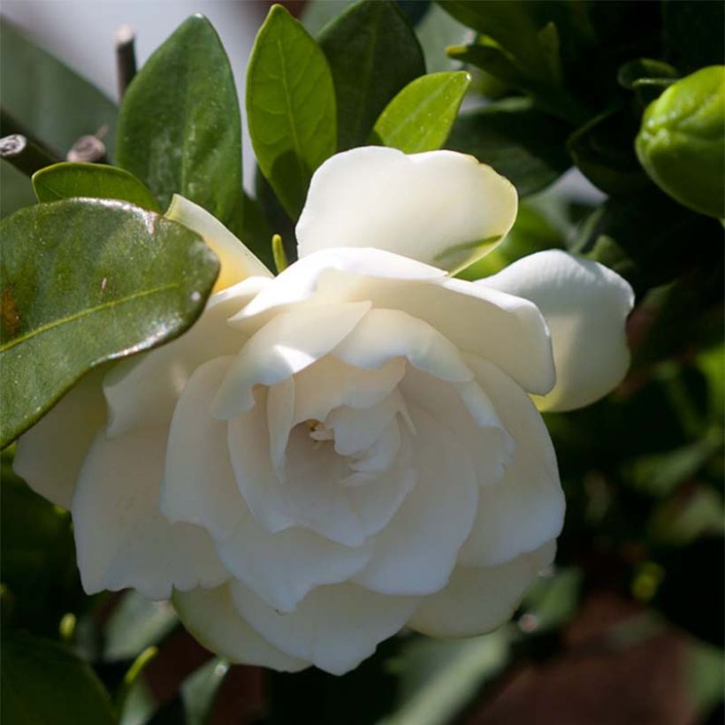 Gardenia jasminoides Double Mint (Flowering)