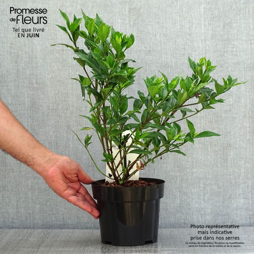 Gardenia jasminoides Double Mint 2L/3L pot sample as delivered in summer