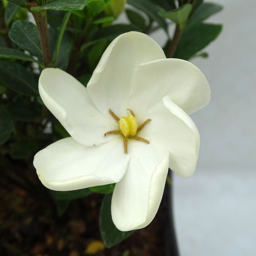 Gardenia jasminoides Kleims Hardy (Flowering)