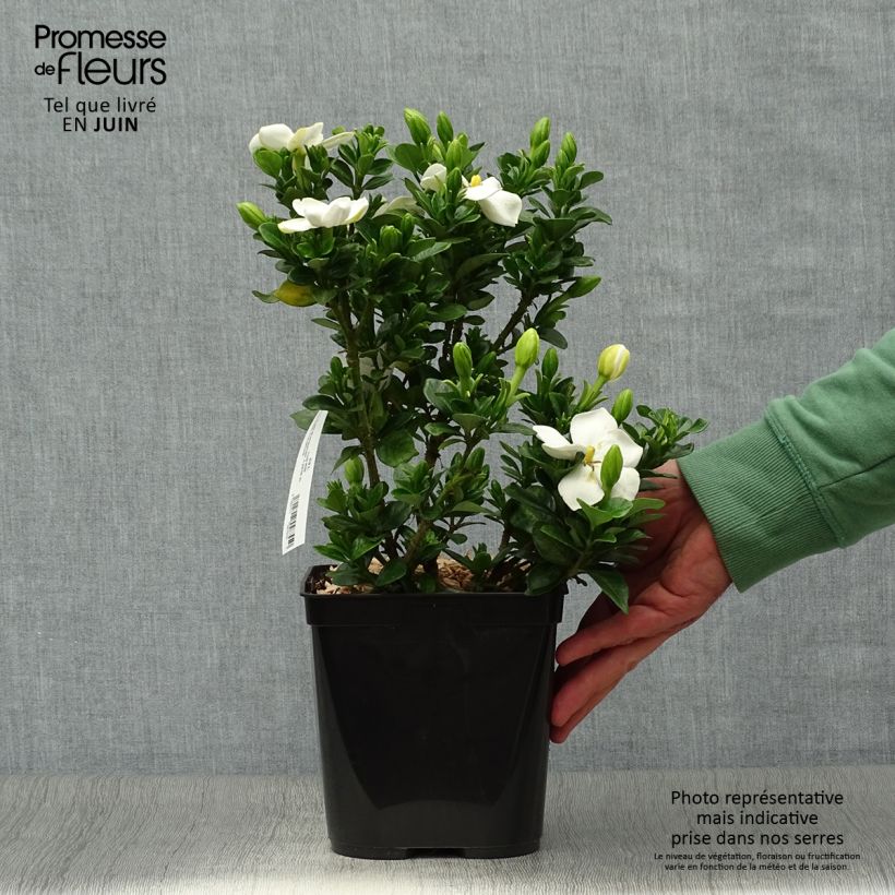Gardenia jasminoides Kleims Hardy 2L/3L pot sample as delivered in summer