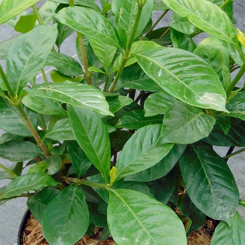 Gardenia jasminoides Perfumed Petticoats (Foliage)