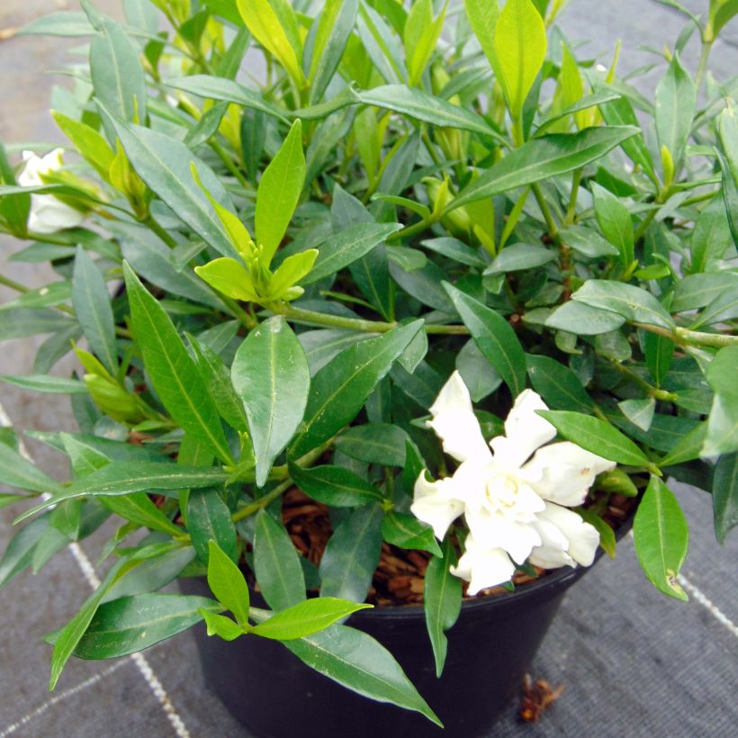 Gardenia jasminoides Perfumed Petticoats (Plant habit)