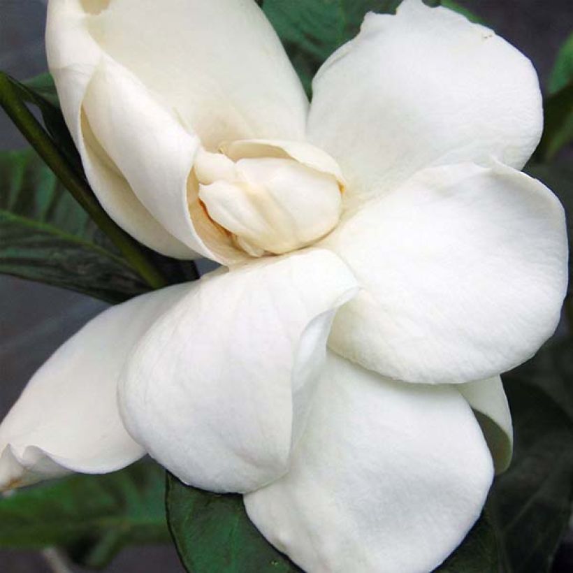 Gardenia jasminoides Summer Snow (Flowering)