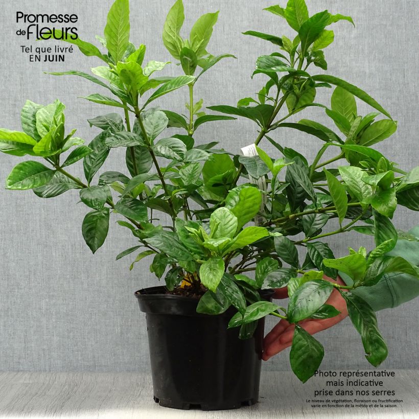Gardenia jasminoides Summer Snow 3L/4L pot sample as delivered in summer