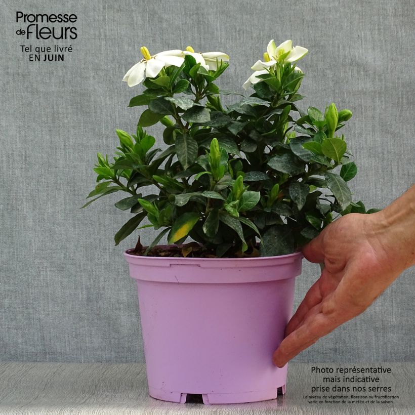 Gardenia jasminoides Pinwheel 2L/3L pot sample as delivered in summer