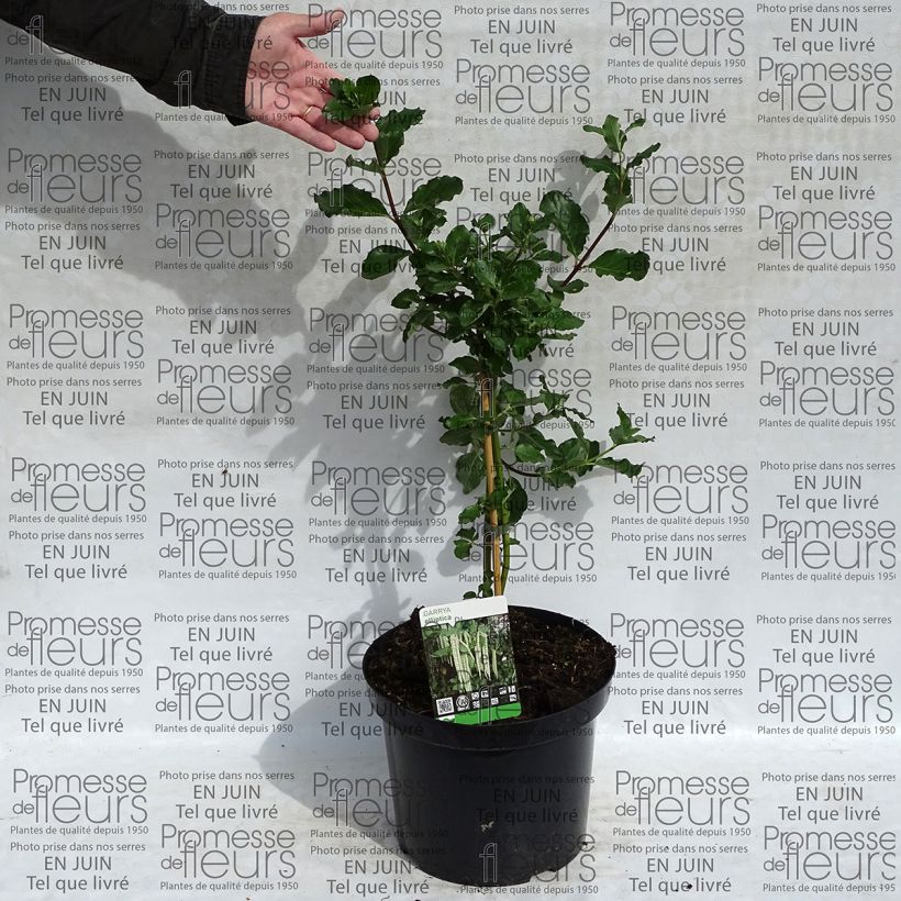 Example of Garrya elliptica - Elliptical-leaved Garrya 7.5L/10L pot specimen as delivered
