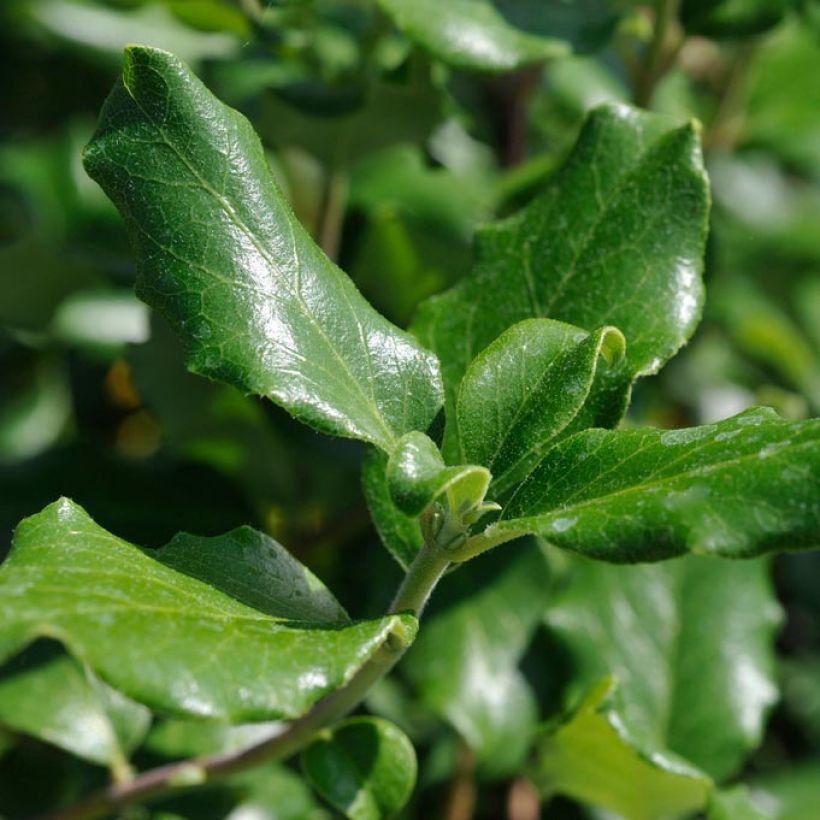 Garrya elliptica James Roof (Foliage)