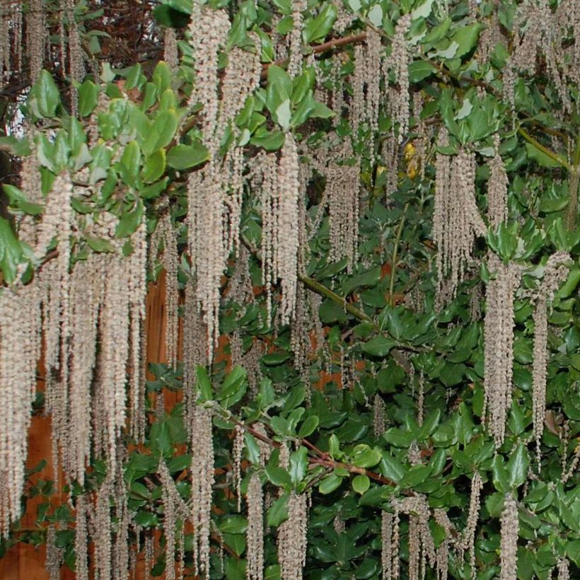 Garrya elliptica James Roof (Flowering)