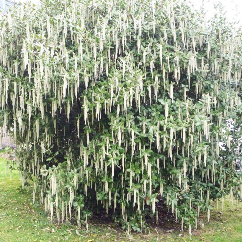 Garrya elliptica James Roof (Plant habit)