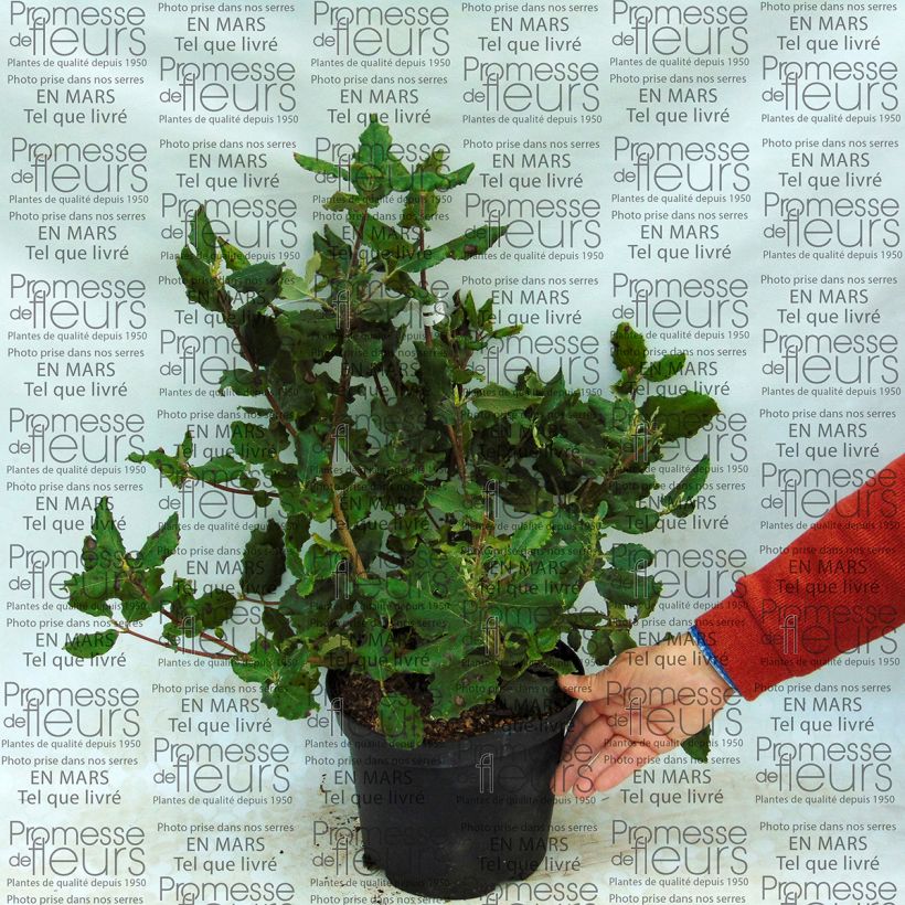 Example of Garrya elliptica James Roof 2L/3L pot specimen as delivered