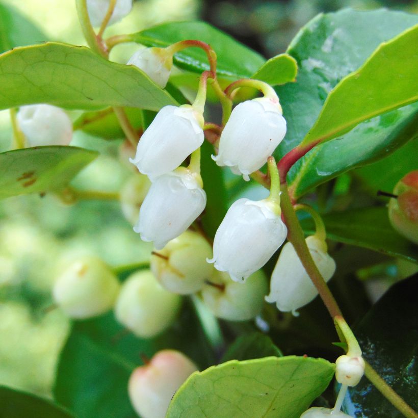 Gaultheria procumbens - Creeping Wintergreen (Flowering)