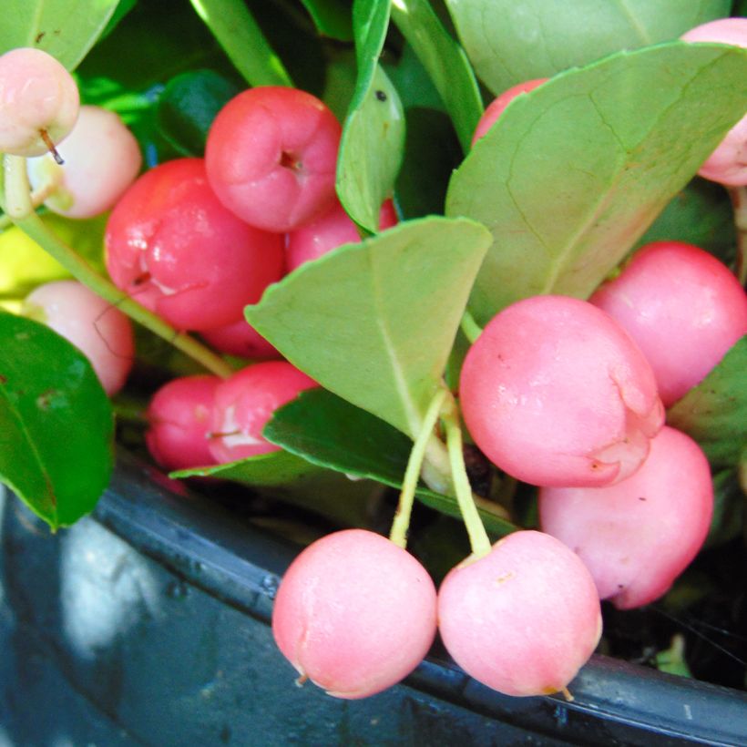 Gaultheria procumbens - Creeping Wintergreen (Harvest)