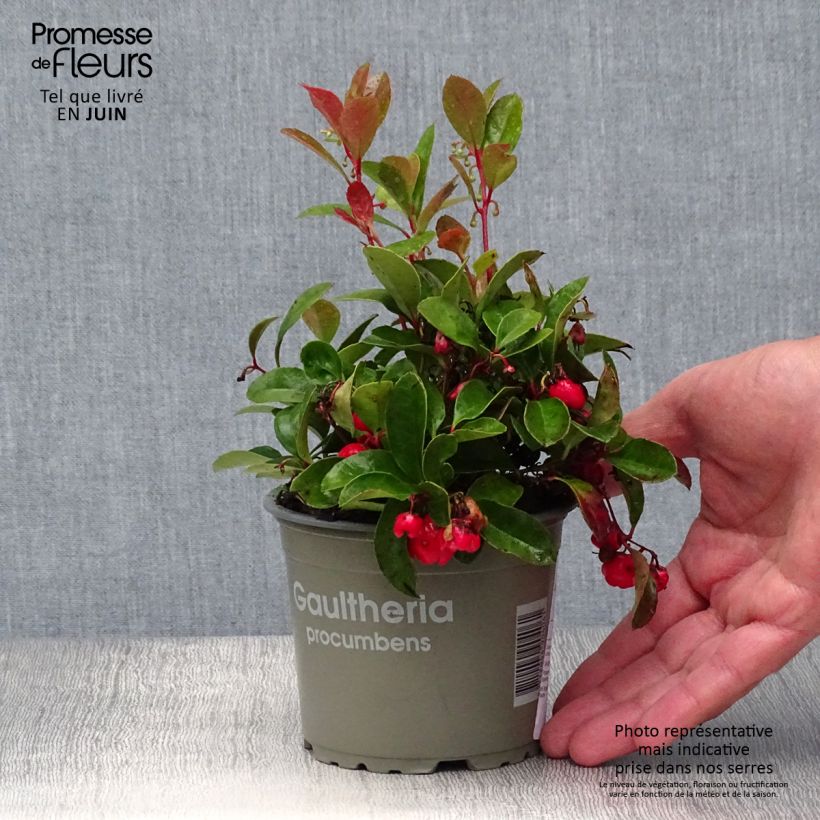 Gaultheria procumbens - Creeping Wintergreen 8/9 cm pot sample as delivered in summer