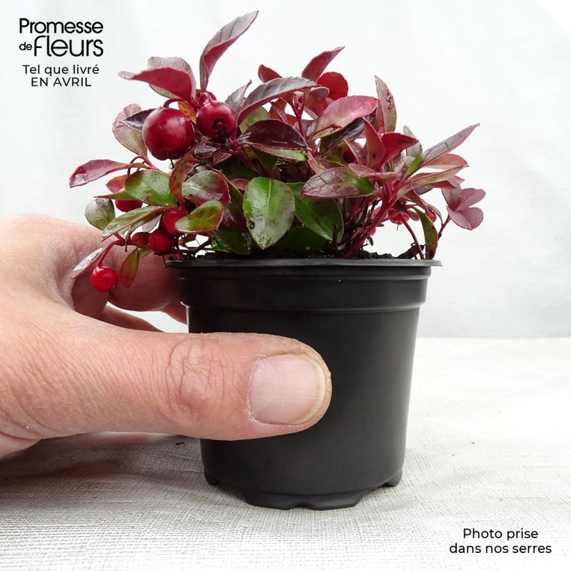 Gaultheria procumbens - Creeping Wintergreen sample as delivered in spring