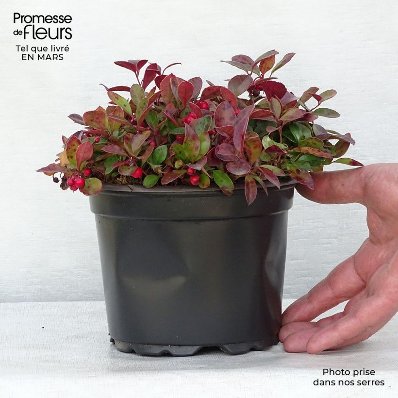 Gaultheria procumbens - Creeping Wintergreen 2L/3L pot sample as delivered in spring