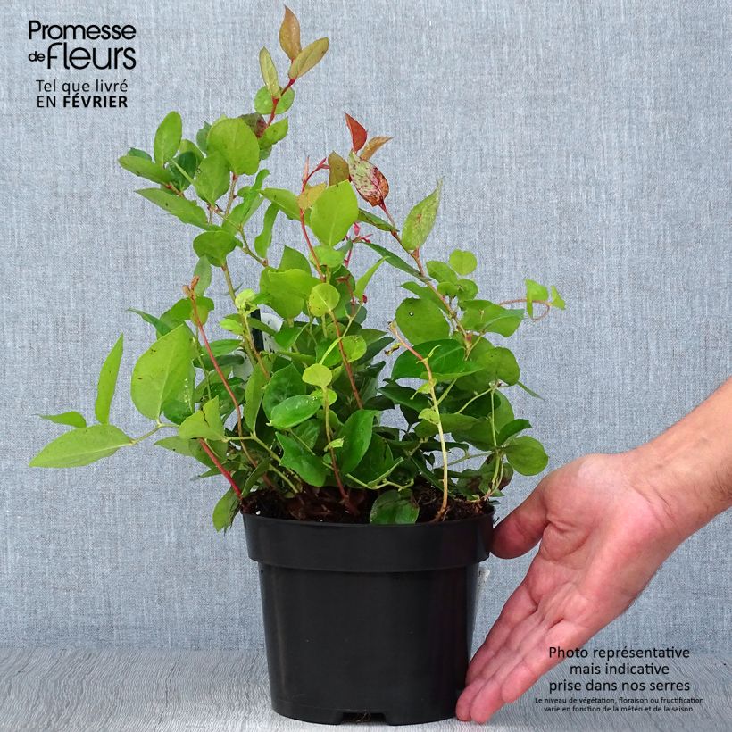 Gaultheria shallon  2L/3L pot sample as delivered in autumn