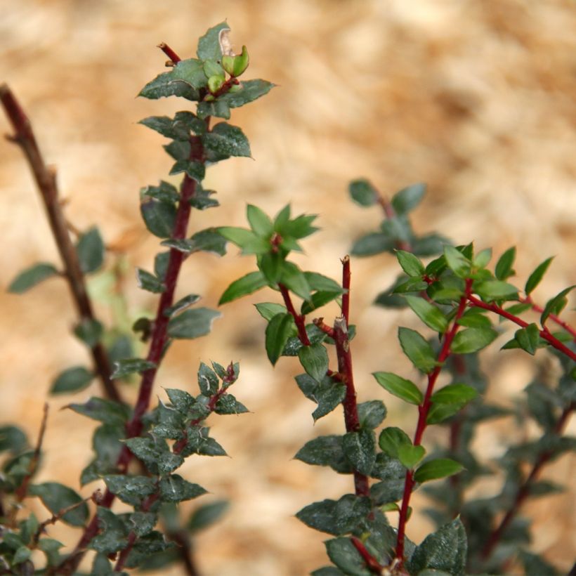 Pernettya mucronata (Foliage)