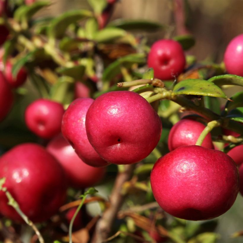 Pernettya mucronata (Harvest)