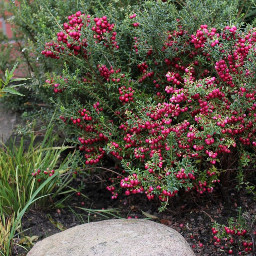 Pernettya mucronata (Plant habit)