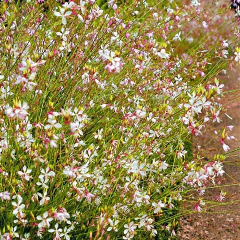 Gaura lindheimeri Snowstorm (Plant habit)