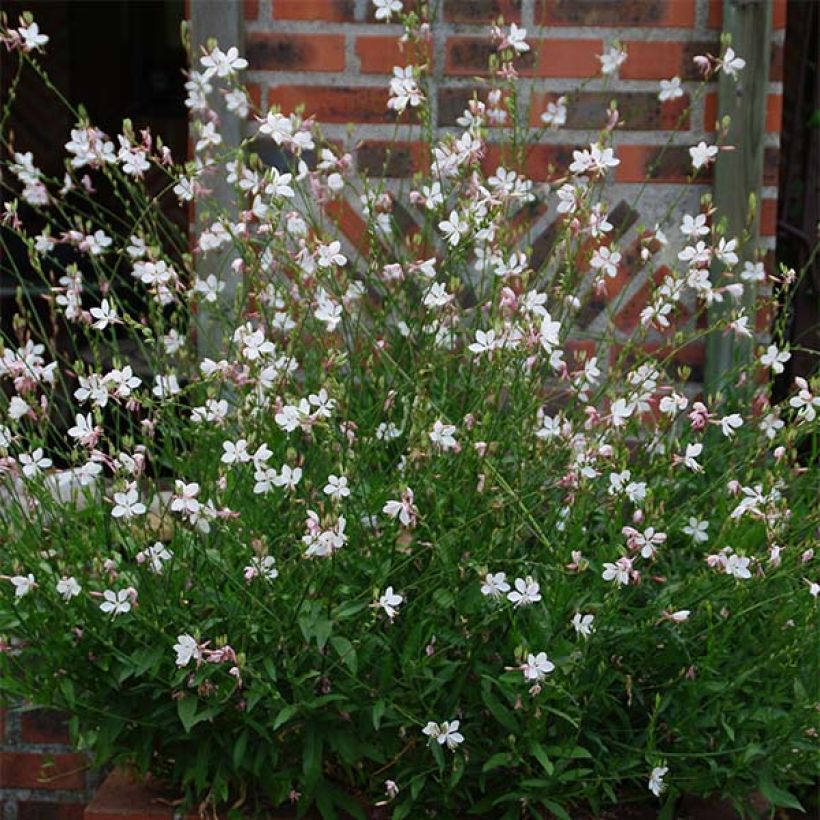 Gaura lindheimeri Blanche - Beeblossom (Plant habit)