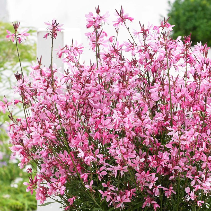 Gaura lindheimeri Baby Butterfly Dark Pink - Lindheimer's Beeblossom (Flowering)