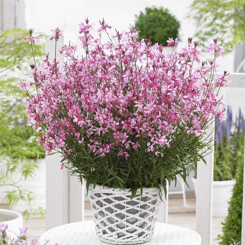 Gaura lindheimeri Baby Butterfly Dark Pink - Lindheimer's Beeblossom (Plant habit)